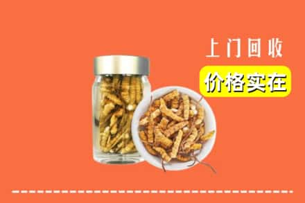 上海浦东新区回收散虫草