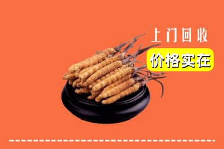 上海浦东新区回收冬虫夏草